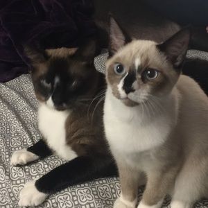 Meet your Posher, Sunshine